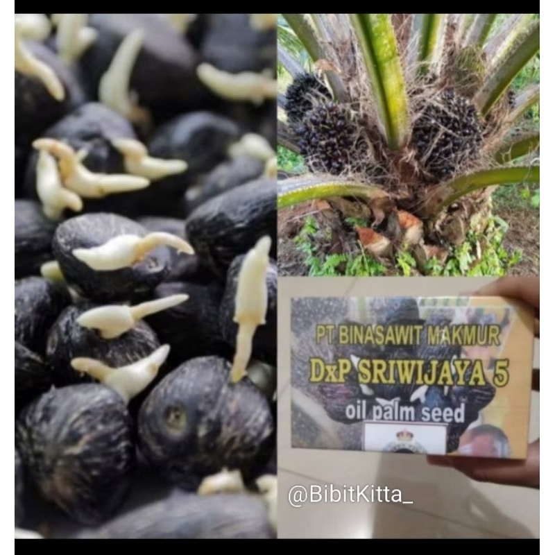 BIBIT KECAMBAH SAWIT SRIWIJAYA UNGGUL