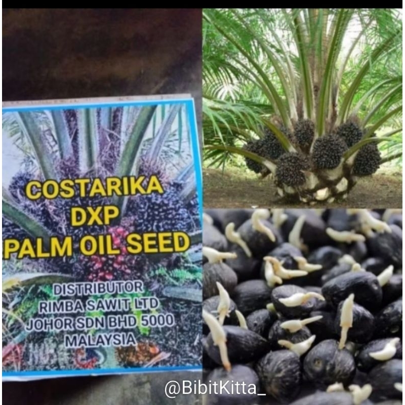 BIBIT KECAMBAH SAWIT COSTARIKA MALAYSIA UNGGUL