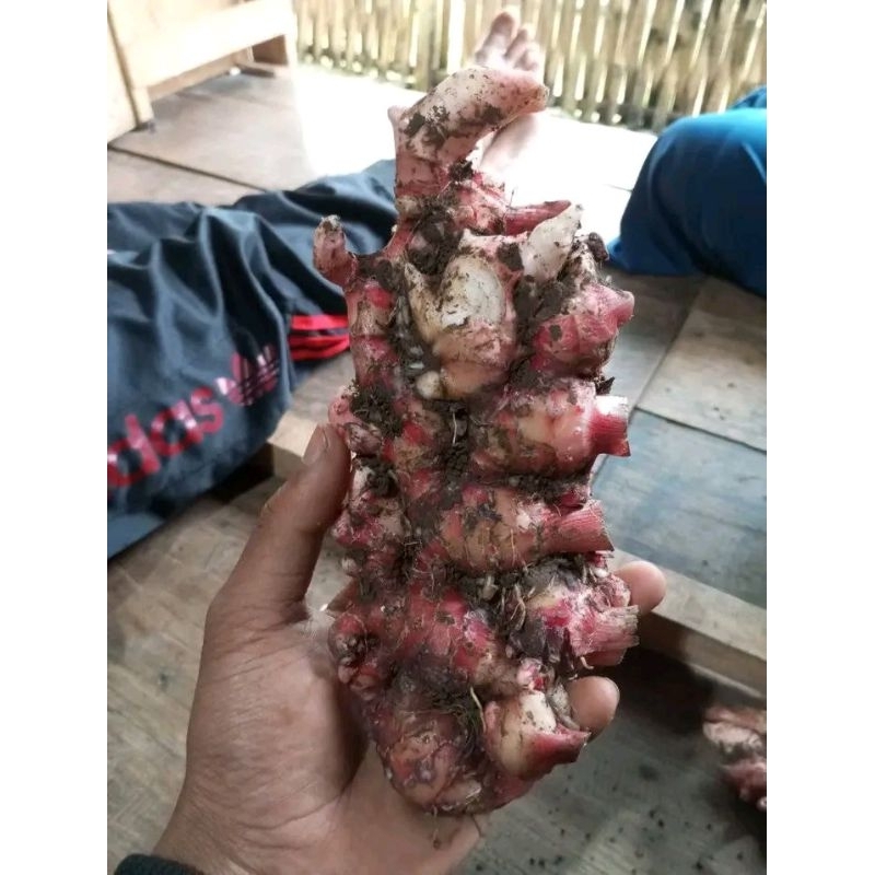 

jahe merah segar 500gram