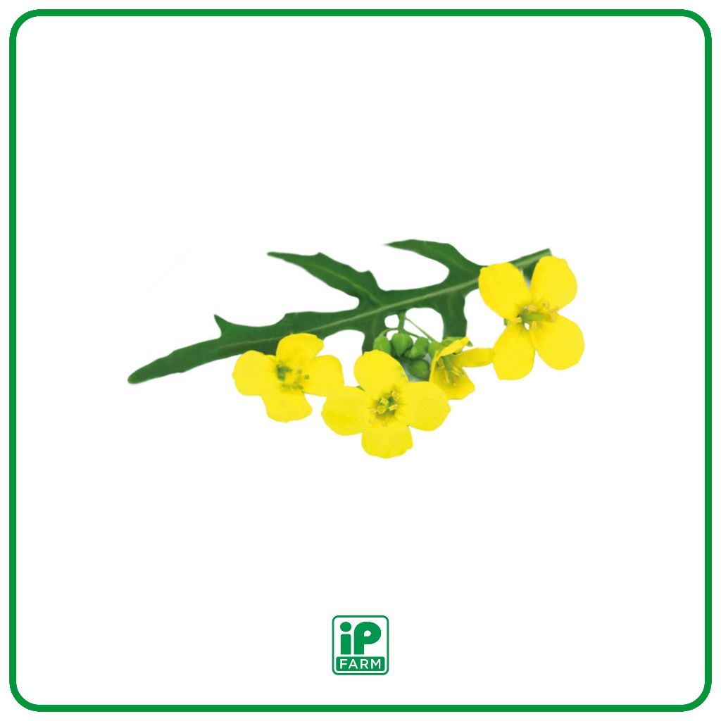 

Wild Rocket Flower | Sayur Segar