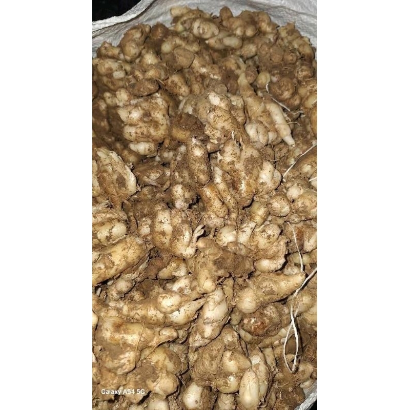 

Kencur Segar Bahan Seblak Bumbu