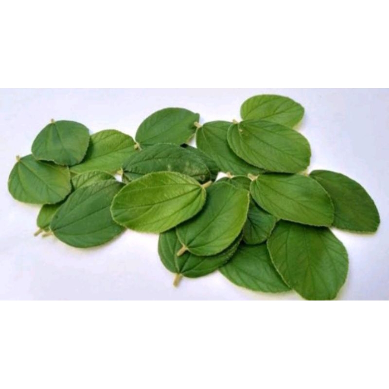 

DAUN BIDARA ARAP ASLI 100 LEMBAR