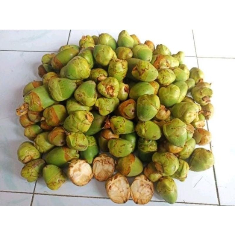 

Bululuk Kelapa Tembuluk Segar Obat Herbal Termurah Asli Fresh