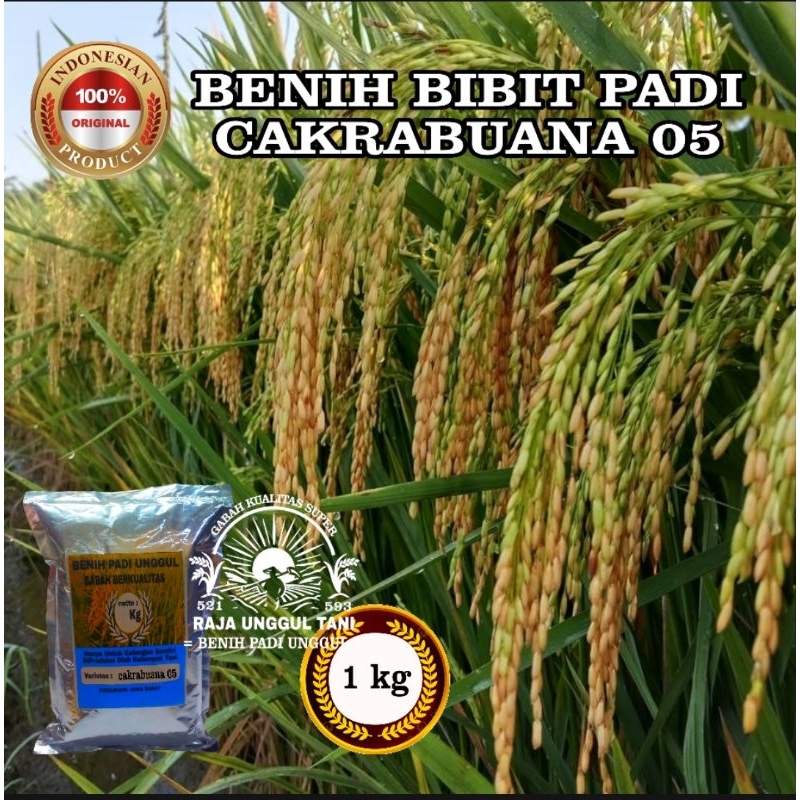 KEMASAN 1KG BENIH BIBIT PADI CAKRABUANA 05 SUPER UNGGUL BIJI PADI PILIHAN
