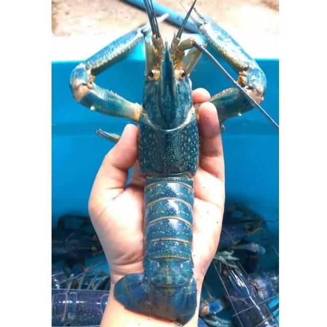 

Lobster Air Tawar Konsumsi (hidup) 1 kg