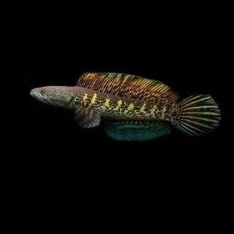 BABY AURANTI CB KEJAJAR UKURAN 3-5CM