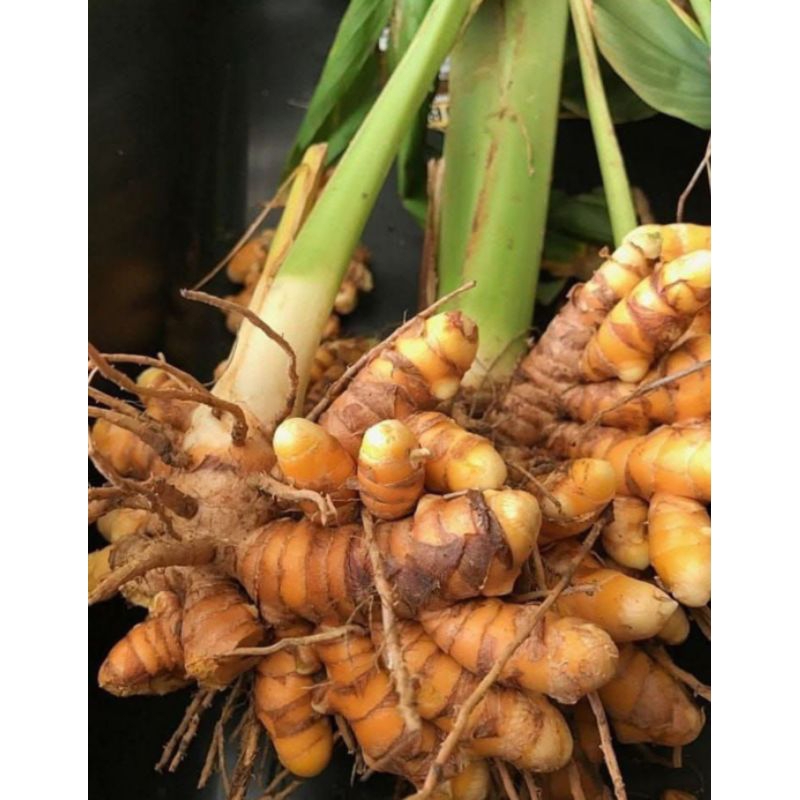 

KUNYIT SEGAR - KUNIR FRESH BUMBU REMPAH & JAMU