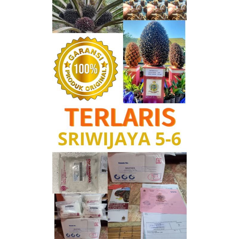 BIBIT BENIH KECAMBAH SAWIT SRIWIJAYA 5 DAN SRIWIJAYA 6