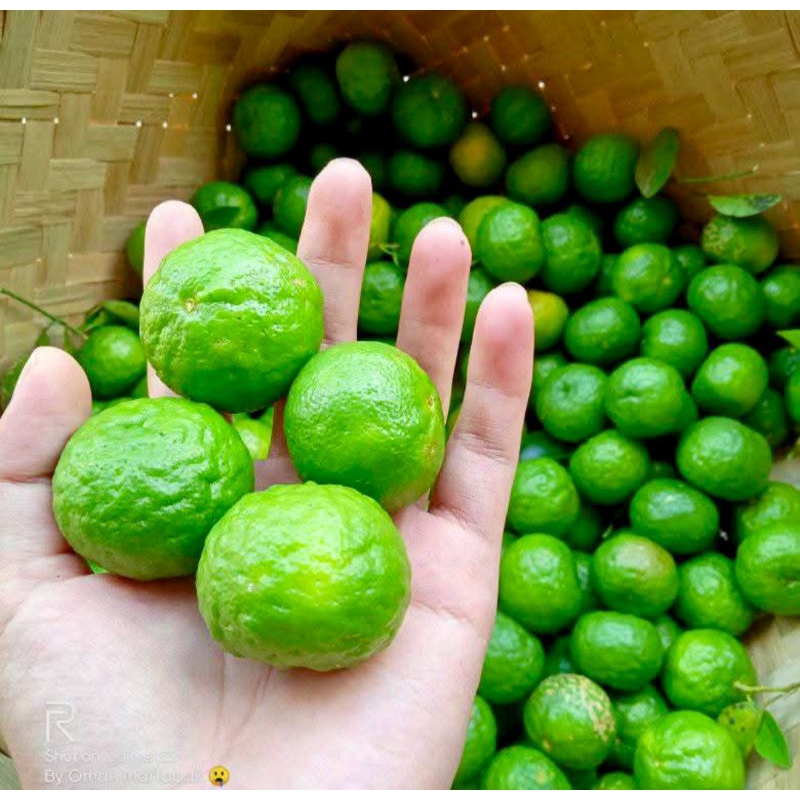 

JERUK LIMAU SEGAR/ JERUK SAMBAL FRESH