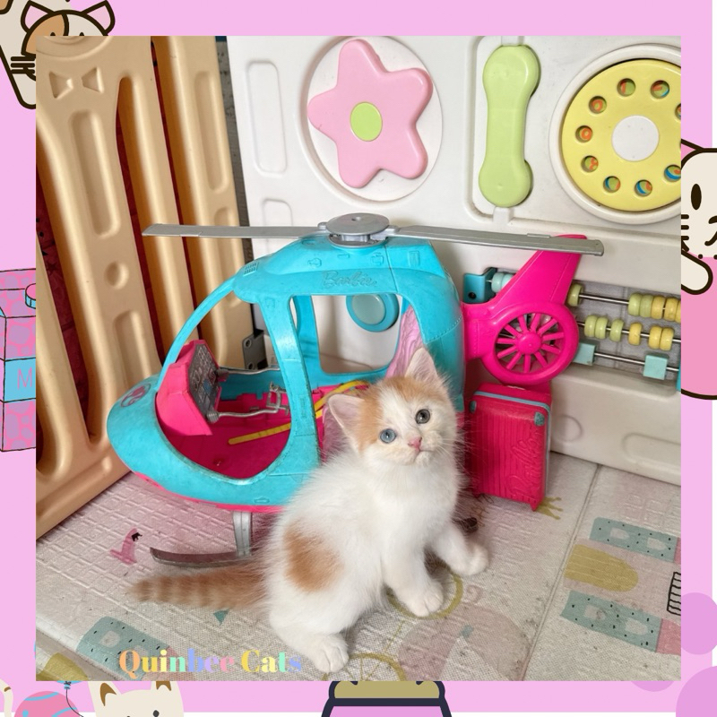 Kucing Persia x Scottish straight Odd Eyes betina Red Harlequin / Oren