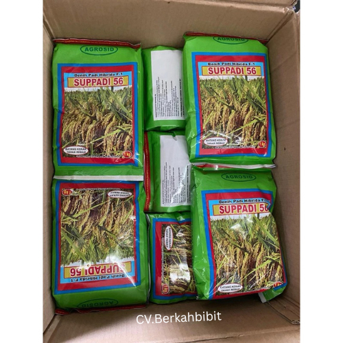 NEW BENIH PADI SUPADI UNGGUL 56 HIBRIDA F,1