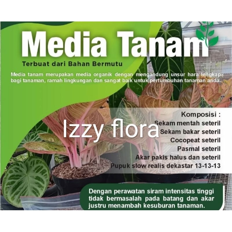 Media Tanaman Hias Aglonema Permentasi Berkualitas Media Tanam Aglonema Media Tanaman Hias