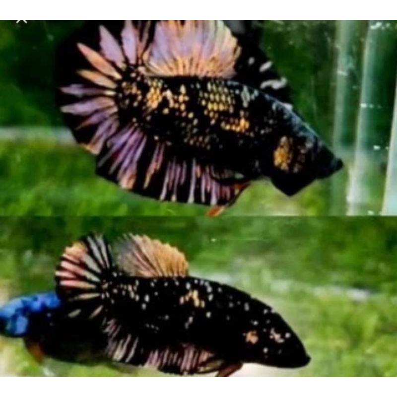pakan ikan hias Avatar top grade perpasang