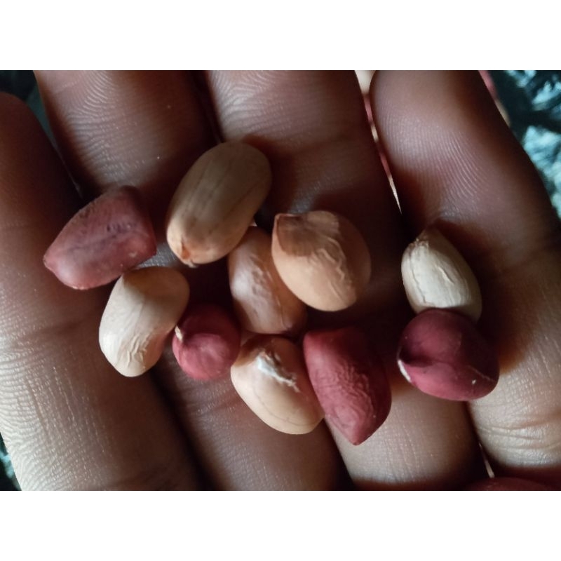 

Kacang tanah super asli bandung