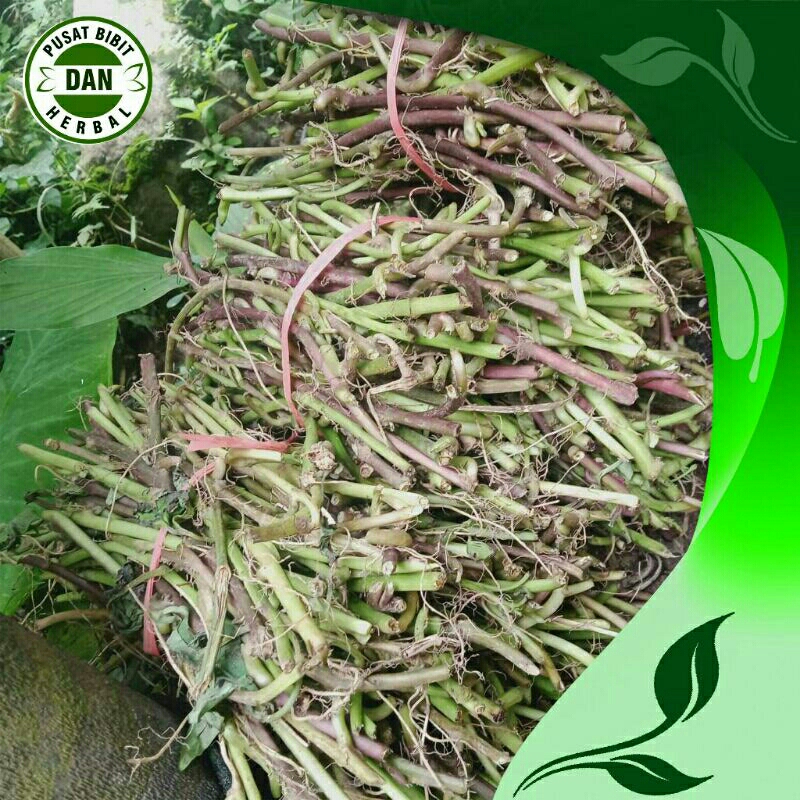 Bibit Ubi Cilembu Asli- Bibit Ubi Cilembu Sumedang Ubi Madu, 50 Batang Per ikat