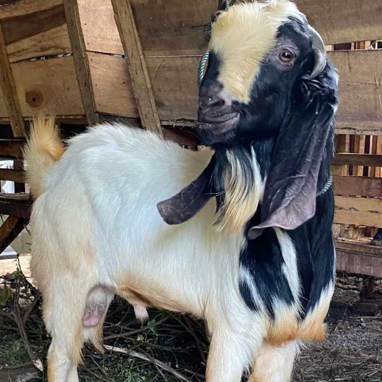 Kambing Jawa Randu Qurban Atau Aqiqah Free Ongkir Jabodebek