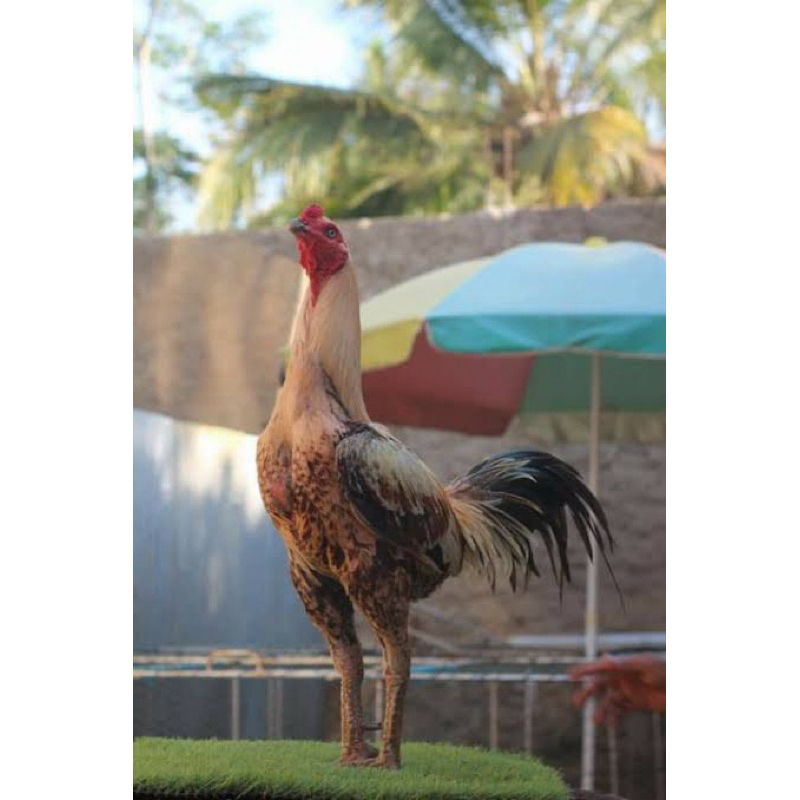 

TELUR TETAS AYAM PAMA IQ UNTUK DI TETASKAN