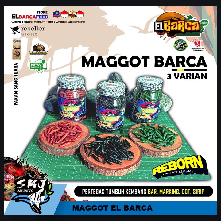 MAGGOT BARCA  Pakan ikan predator channa maru, spot auranti pulchra, rim limbata