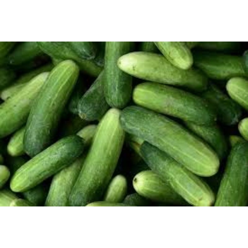 

Mentimun/timun lokal segar 1kg