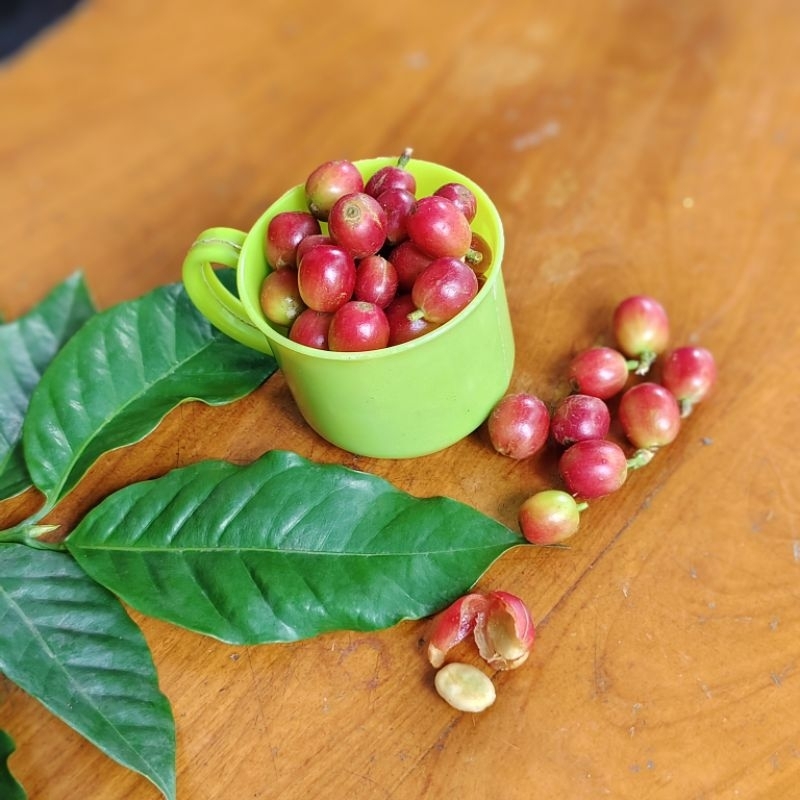 

biji kopi arabika segar petik merah mentah sebanyak 20 biji belum dikupas untuk disemai