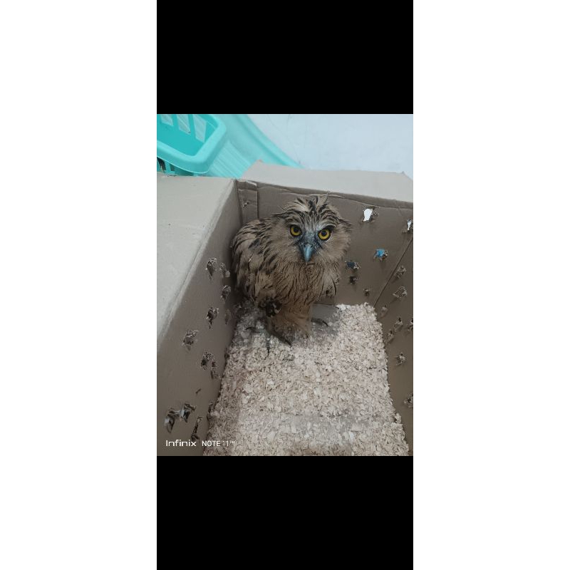 burung hantu buffy fish owl