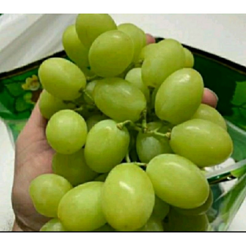

Anggur Muscat Manis *Hokiobuahsby*