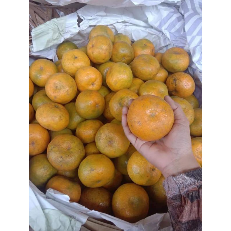 

Jeruk medan beras tagi/jeruk manis(500g)