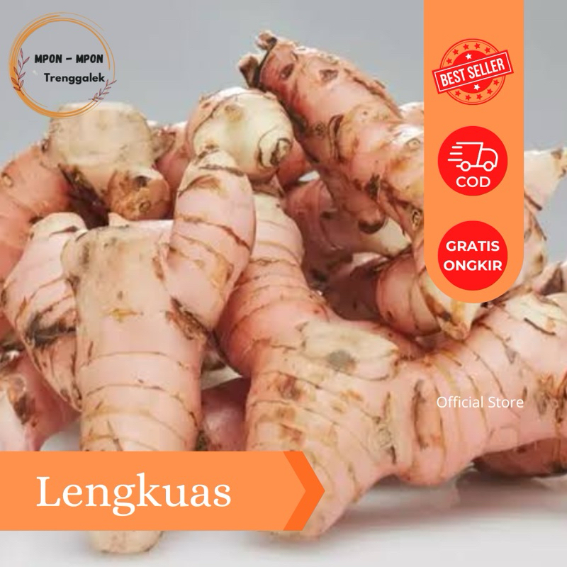 

Lengkuas Laos Segar 200gr Murah