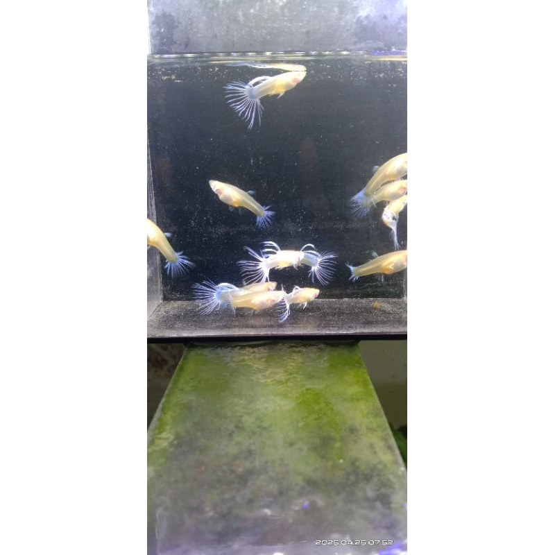 Pakan Guppy Blue Topas/Sky blue Crowntail pasangan