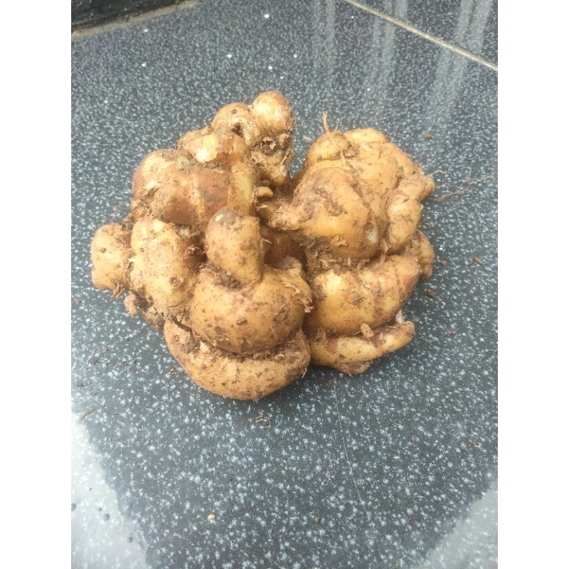 

kencur temurah 1kg kencur putih