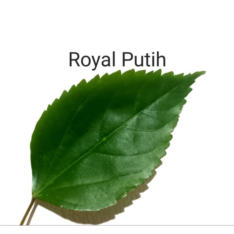 

DAUN KEMBANG SEPATU SEGAR ORGANIK HERBAL PETIK SAAT ORDER