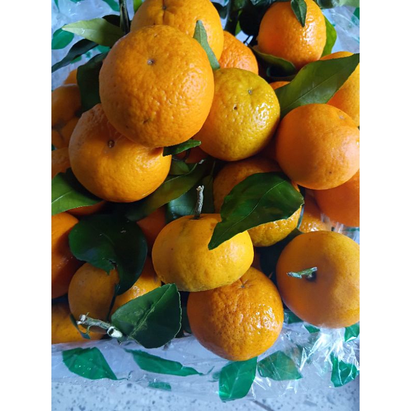 buah jeruk import baby wogan