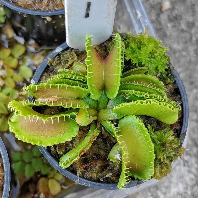 Tanaman Karnivora VFT Kim jong il