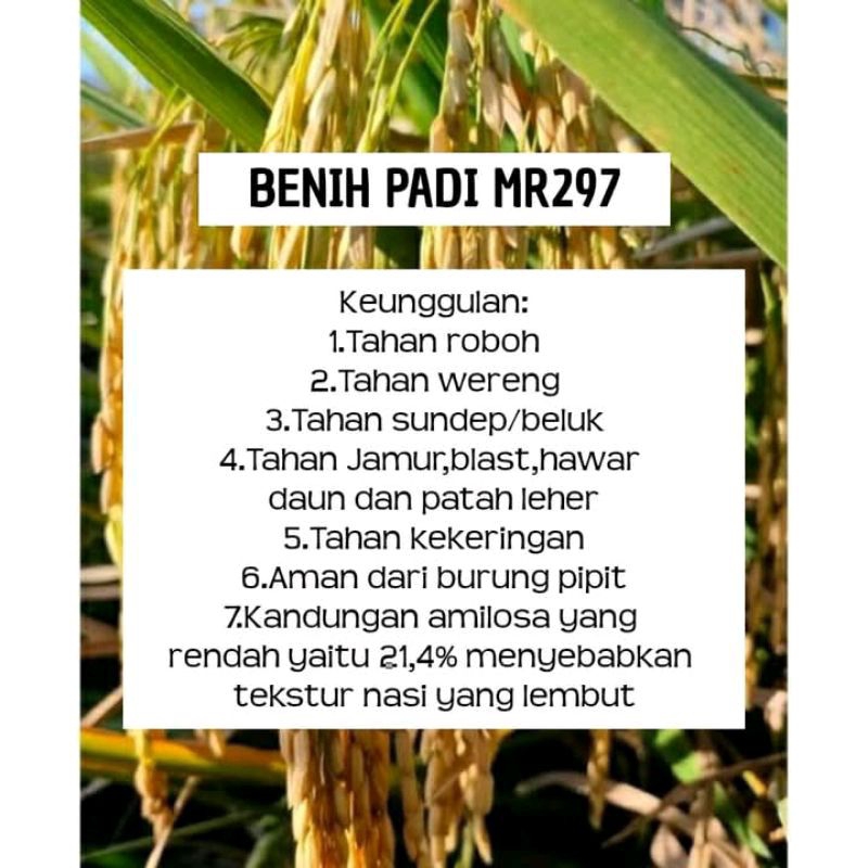 BENIH PADI MR 297 KEMASAN 1KG