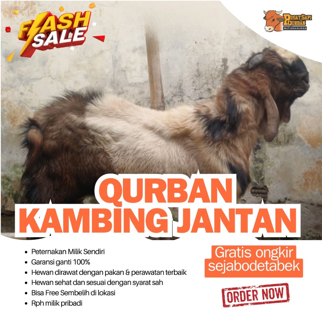 PUSAT HEWAN QURBAN - KAMBING JAWA QURBAN
