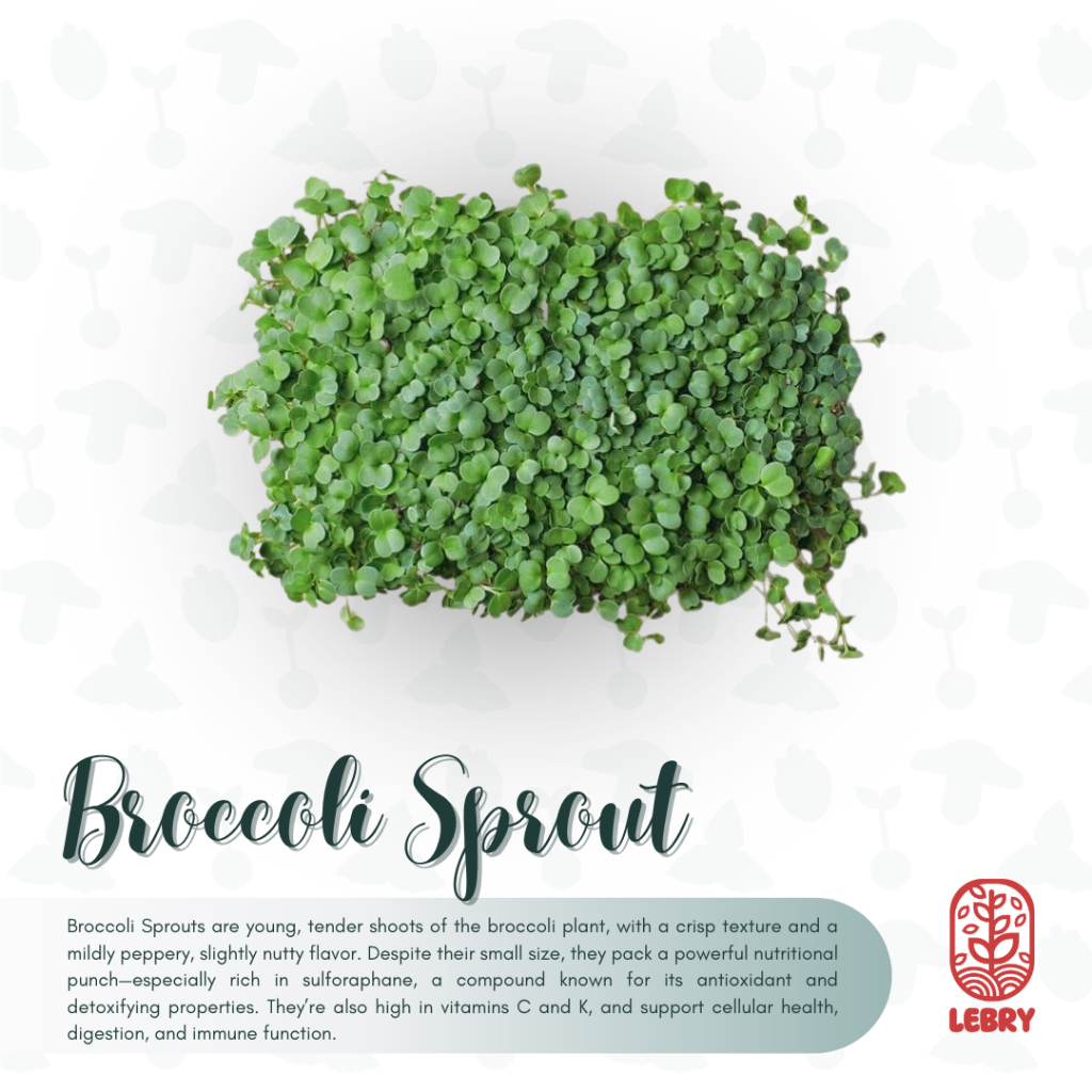 

Lebry Microgreen - Broccoli Sprout (25/50 Grams)