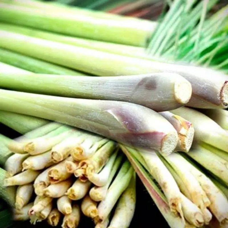 

Sereh Segar 1 kg - Sereh Sayur fresh