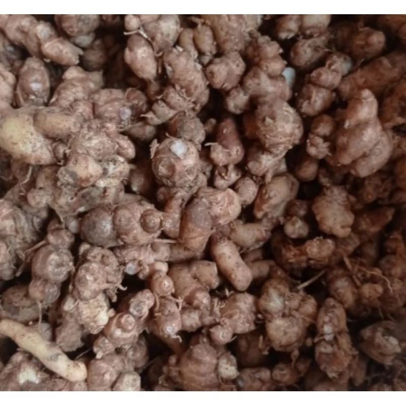 

Kencur Segar 1 kg - Kencur Seblak Fresh