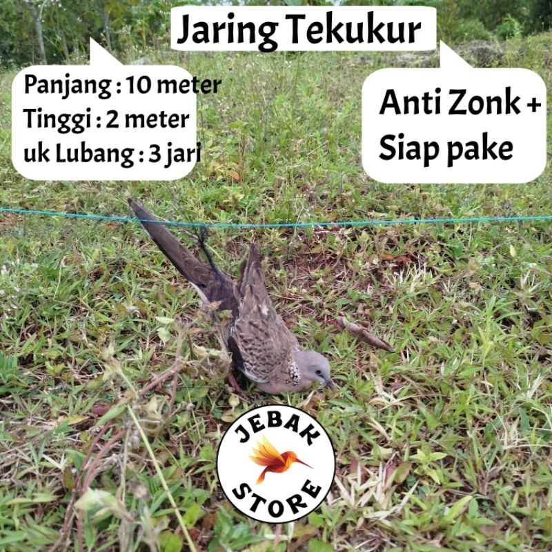 JARING BURUNG TEKUKUR JARING BURUNG DERKUKU JARING BURUNG DEKUKU JALA PIKAT BURUNG TEKUKUR KLANTAN J