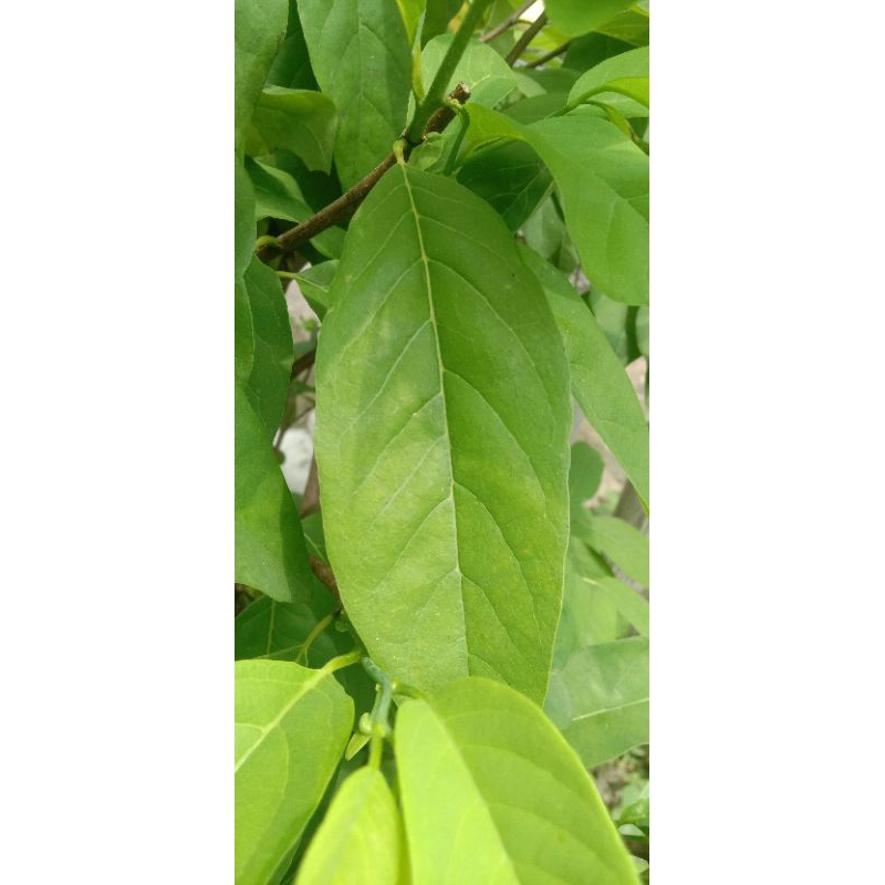 

Daun Srikaya segar ( 100 lembar )