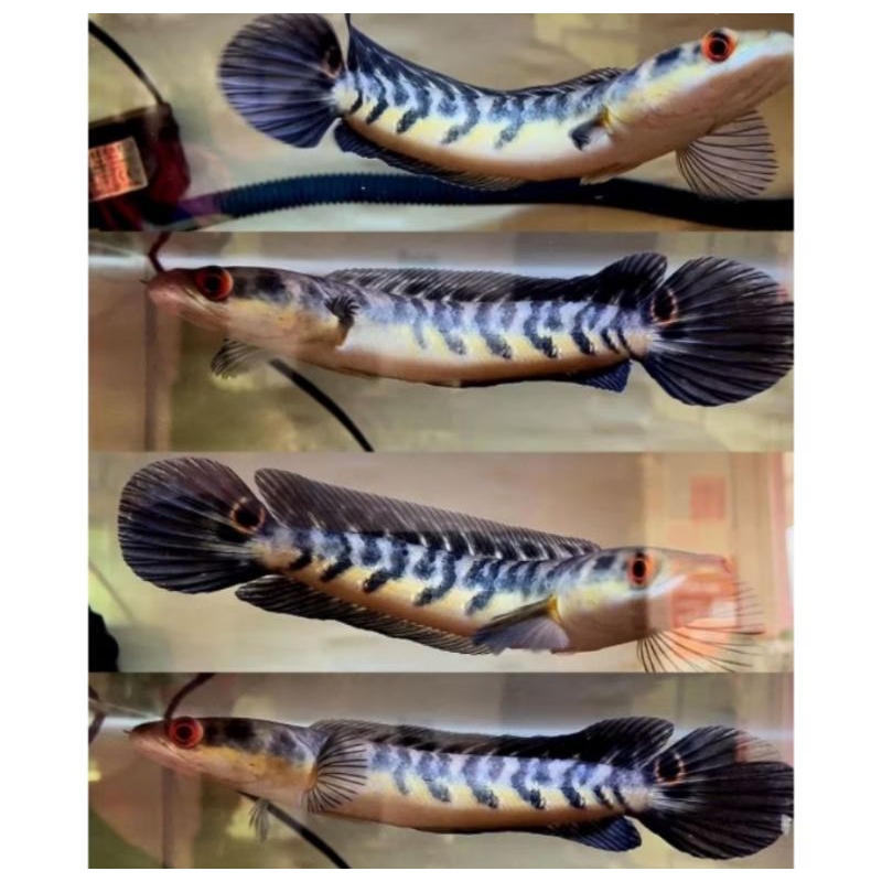 hiasan akuarium CANA MARU YS 5_10CM