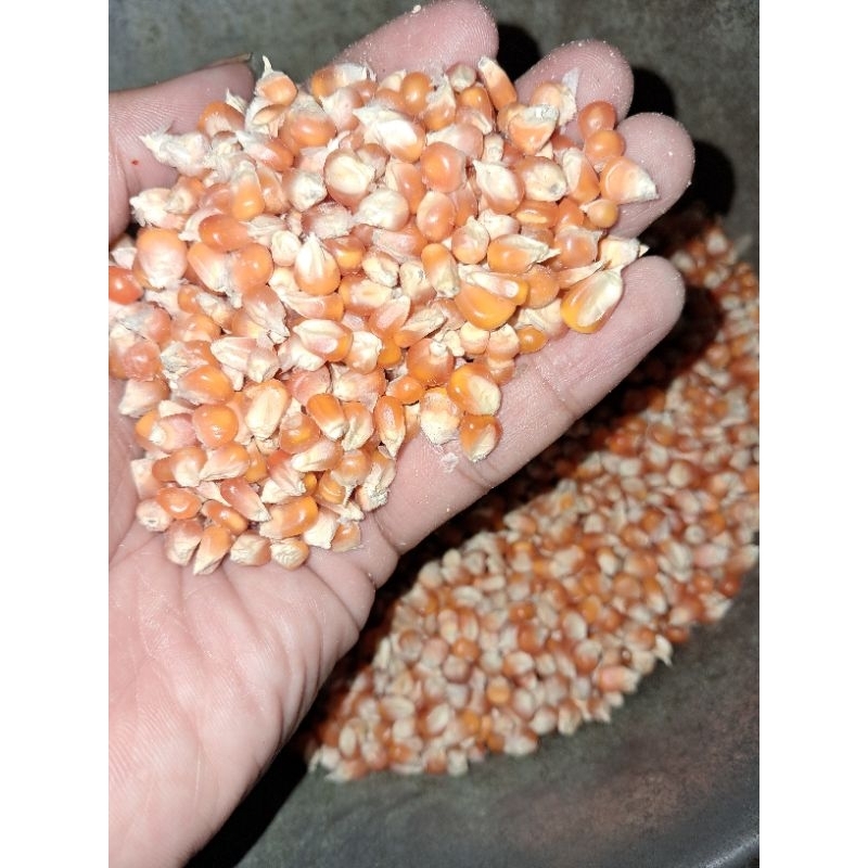

jagung kecil berkualitas kemasan 1kg.