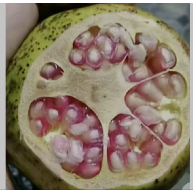 Buah Delima lokal asli indonesia per satu pic
