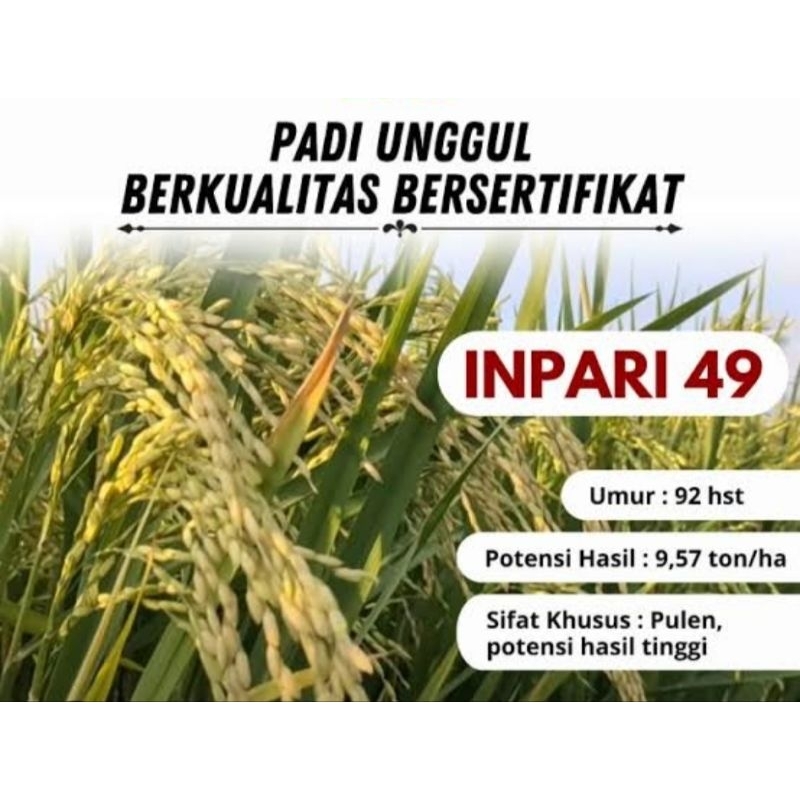 BENIH BIBIT PADI INPARI 49 PER 1KG