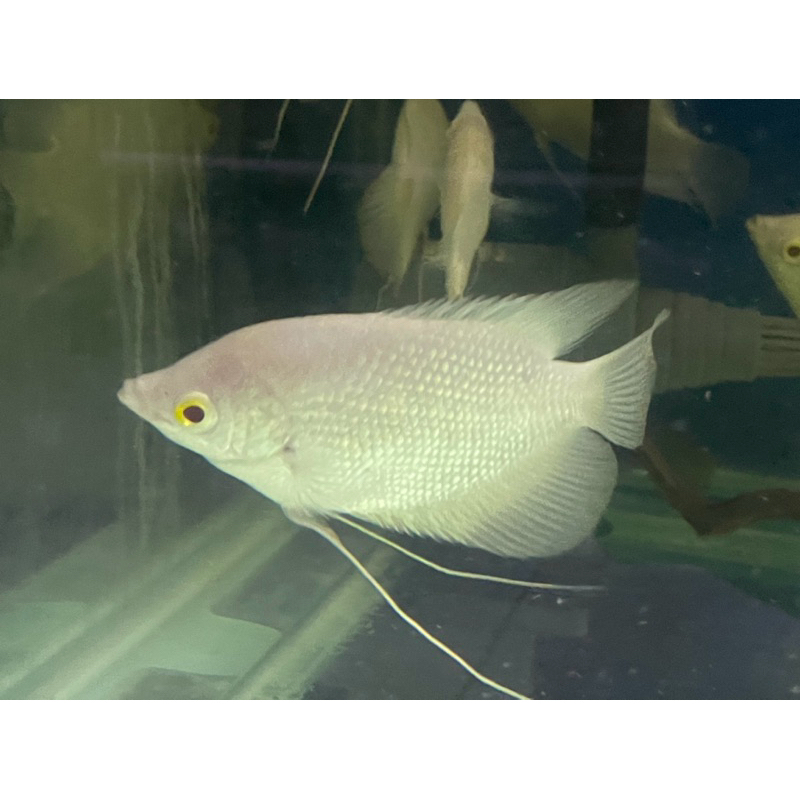 GURAMI/GURAME ALBINOMATA MERAH ASLI THAILAND