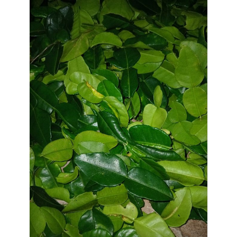 

daun jeruk purut daun jeruk angka 8 harga 1kg