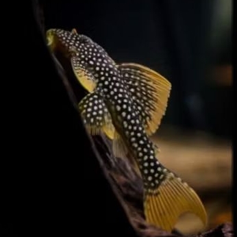 PLECO L14