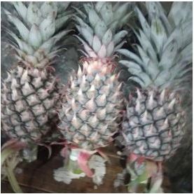 

Nanas Muda Segar Siap Konsumsi – Manis, Segar, Cocok untuk Rujak & Jus