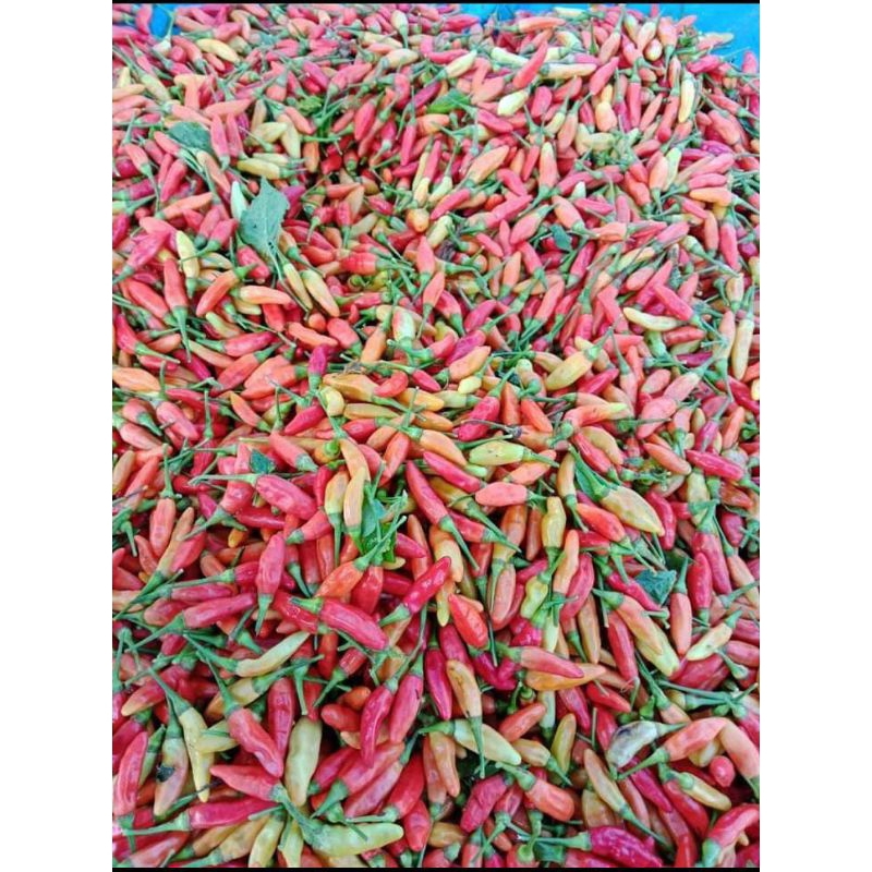 

cabe produksi