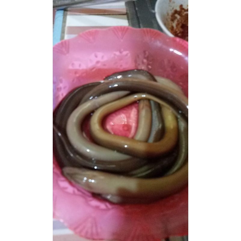 

BELUT SAWAH KONSUMSI 1 KILO GRAM